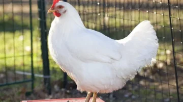 شعبة الدواجن: تراجع أسعار الفراخ البيضاء للمستهلك في مصر بنسبة 30 بالمئة